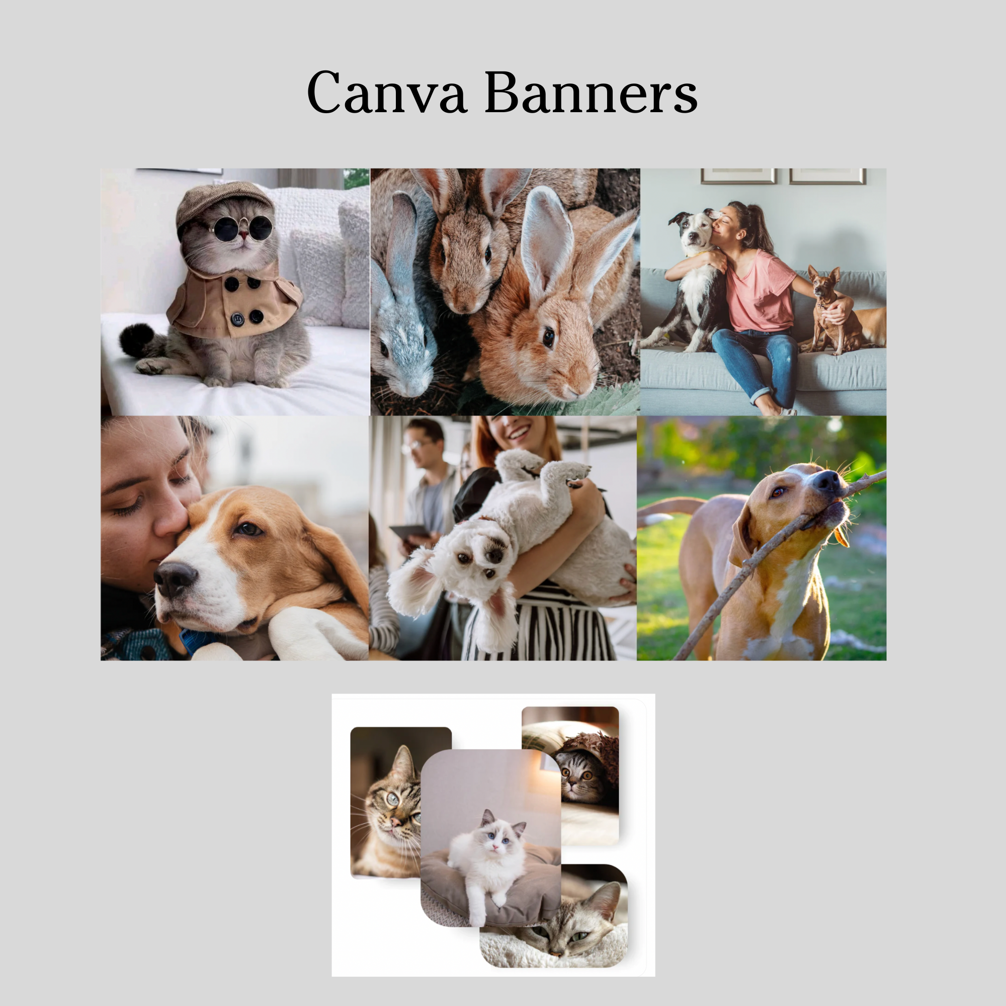 Pet store theme